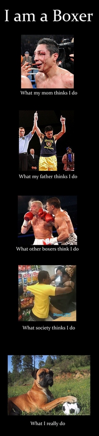 Les boxers