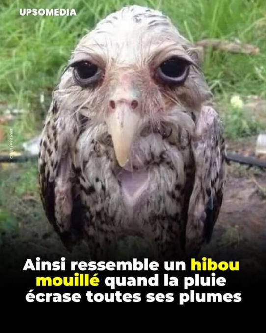 Un Hibou mouillé en week-end.

Pour les lombriks qui bossent, c'est quoi l'image qui résume votre rentrée ?