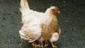 Poule mille pattes