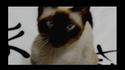 Games of Thrones chanté par un chat
