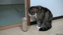 Un chat qui lag