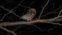 Hibou Terminator