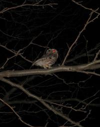 Hibou Terminator