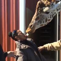 Langue de girafe 