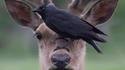 Sur sa biche, perché