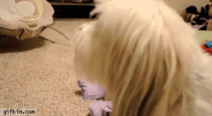 Un bébé se moque d'un chien