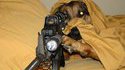 Chien sniper