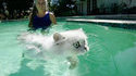 Chat qui nage