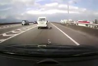 Un chien suicidaire
