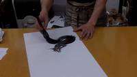 Peindre un dragon