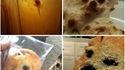 Des têtes de chiens sur divers supports