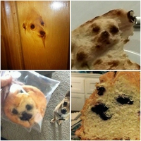 Des têtes de chiens sur divers supports