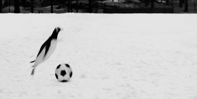 Manchots footballers