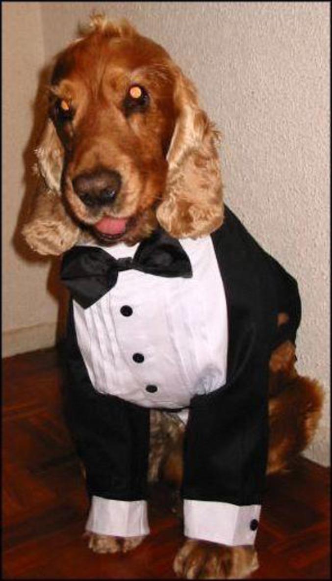 Un chien en costume.