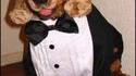 Chien qui a la classe