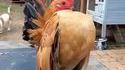 Fier comme un coq