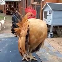Fier comme un coq