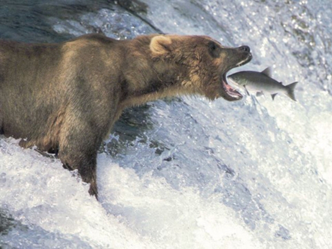 Un poisson qui n'aurait pas du sortir de l'eau...