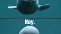 Hey ! Hey ! Hey ! 
