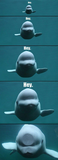 Hey ! Hey ! Hey ! 