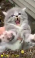 Chatons