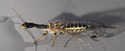 Un entomologiste chez les lombriks?