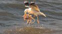 Une mouette attrape un poulpe