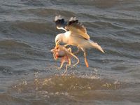 Une mouette attrape un poulpe