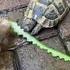 Tortue artisane