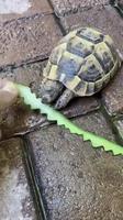 Tortue artisane
