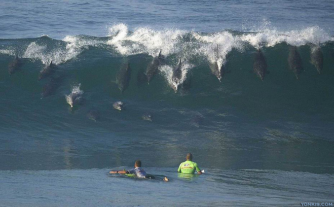 Des dauphins qui surfent.