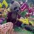 Le jardin botanique de Hangzhou en Chine