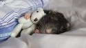 Dodo de rat