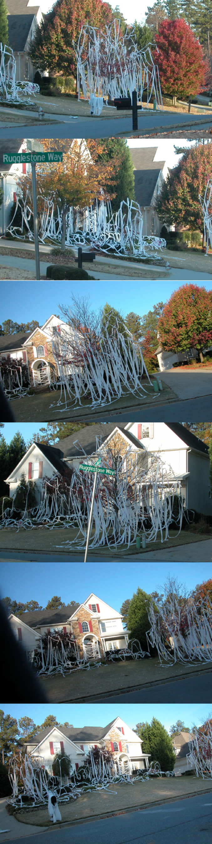 Des arbres ornés de papier toilette