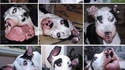 Mon chien