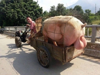 Transporc