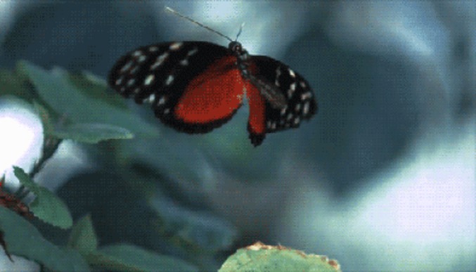 ARRÊTE PUTAIN DE PAPILLON