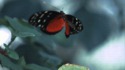 ARRÊTE PUTAIN DE PAPILLON