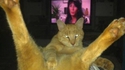 "Chat-bite" à la maison