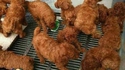 Poulet frit