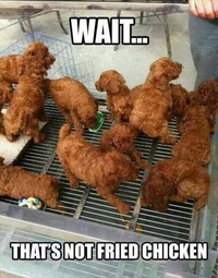Poulet frit