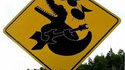 Attention aux crocodiles