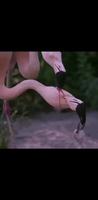 Flamand rose 