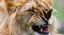 Un jeune lion
