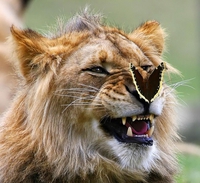 Un jeune lion