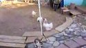Poulet vs Lapin