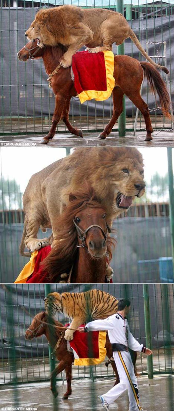 Un lion et un tigre qui font du cheval.