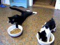 Deux chats défoncés