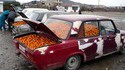 Accros aux oranges