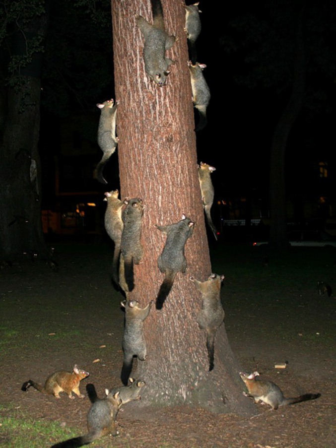 Des rongeurs prennent d'assaut un pauvre arbre sans défense.